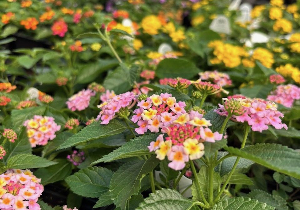 Bright flowering plants in a greenhouse with vibrant pink, yellow, and orange blossoms.